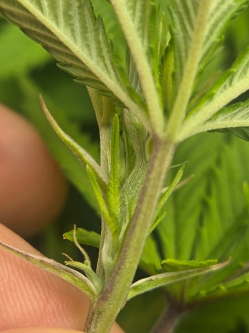 First Grow — flower, day 69