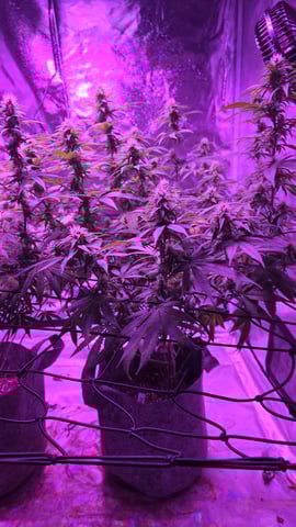 strawberry ghost and death breath — flower, day 3