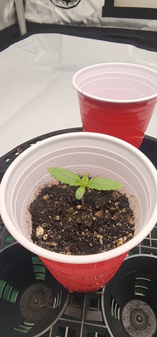 1st grow Dr. Nefario — seedling_rooting, day 11