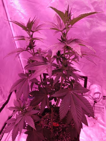 CountryG  — seedling_rooting, day 83