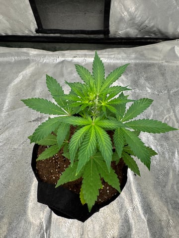 white runtz auto flower — vegetative, day 29