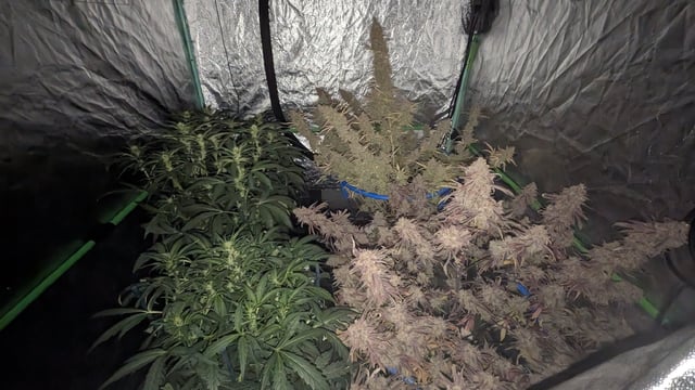 Perpetual Autoflower Mixed Grow #3 — flower, day 95