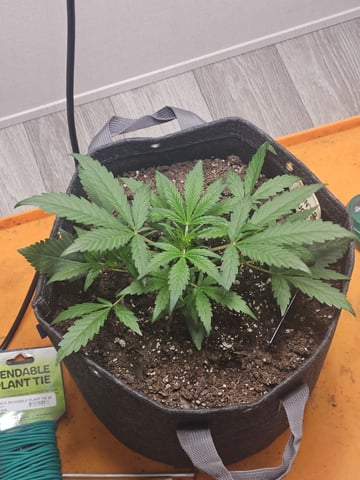 Mango Runtz — seedling_rooting, day 35