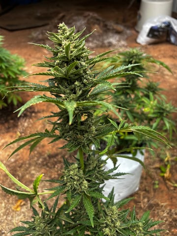Autoflowers — flower, day 59