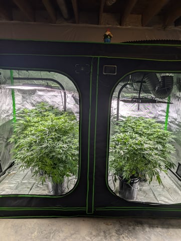 Acapulco Gold  — flower, day 72