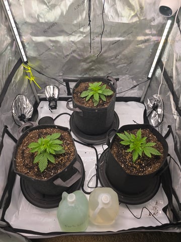 Purple Haze  — vegetative, day 10