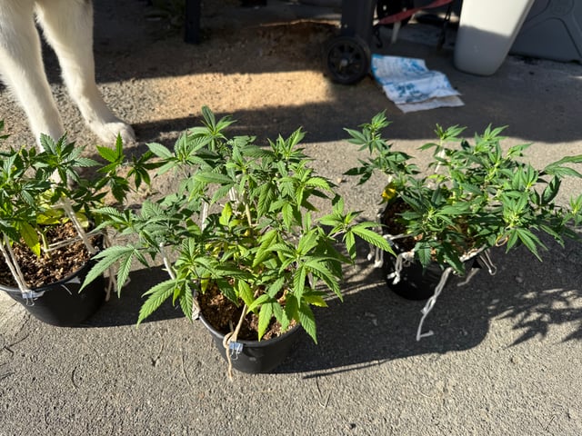 Green Gelato — vegetative, day 24