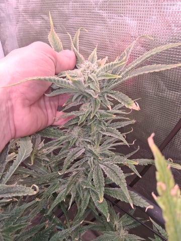 Blueberry OG Kush — flower, day 19