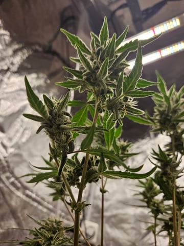 late entry  — flower, day 3