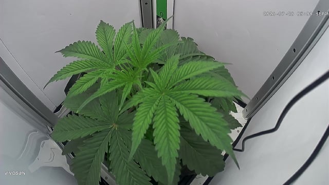 Blue Dream — vegetative, day 27