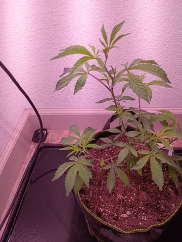 FKAFL — vegetative, day 11
