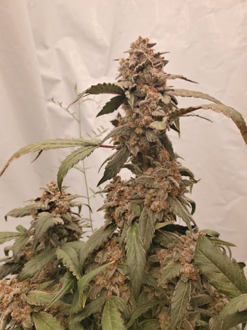 Auto Flower Run Fully Organic — flower, day 81