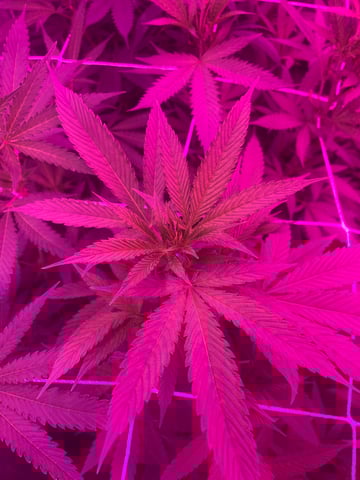 hydro — flower, day 5