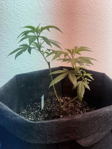 chem#4 — vegetative, day 5