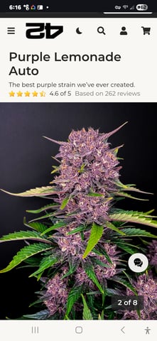 Fast Buds - Purp Lemonade — germination, day 1