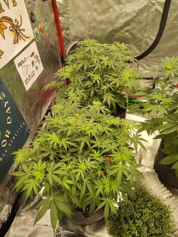 Beans For Days run — flower, day 46