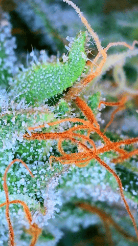 Black African Magic — flower, day 119