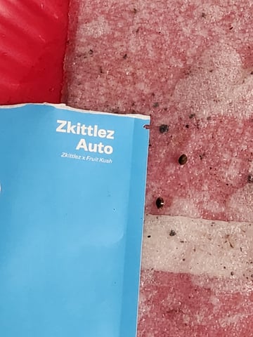 My First Indoor Grow — seedling_rooting, day 14