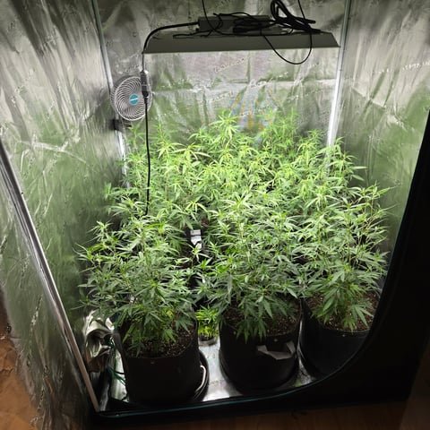Blue Dream Clones — vegetative, day 38