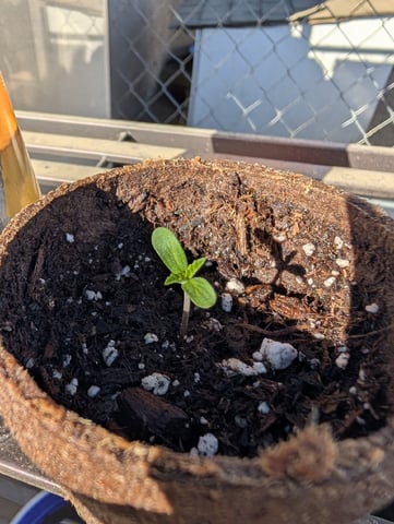 Galicane Fem — germination, day 8
