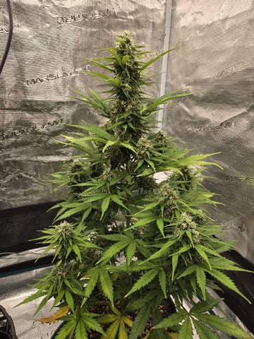 StrawZ (autoflower) — flower, day 71
