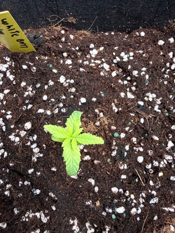 First Time Grower Long Time Blazer — grow_setup, day 2