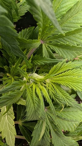 maui wowie auto — vegetative, day 31