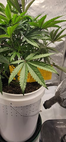 1st grow Dr. Nefario — vegetative, day 40