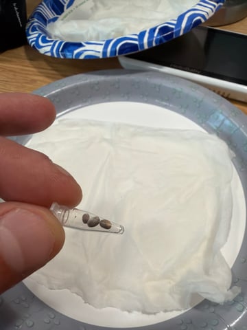 Gorilla Cookies 2nd Try — grow_setup, day 2