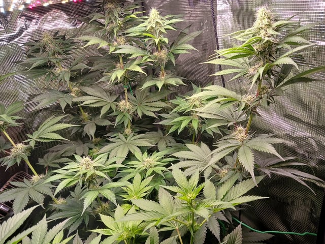 Gorilla Sherbert Feminized From Blimburn Seeds  — flower, day 66