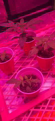 basement grow — seedling_rooting, day 15