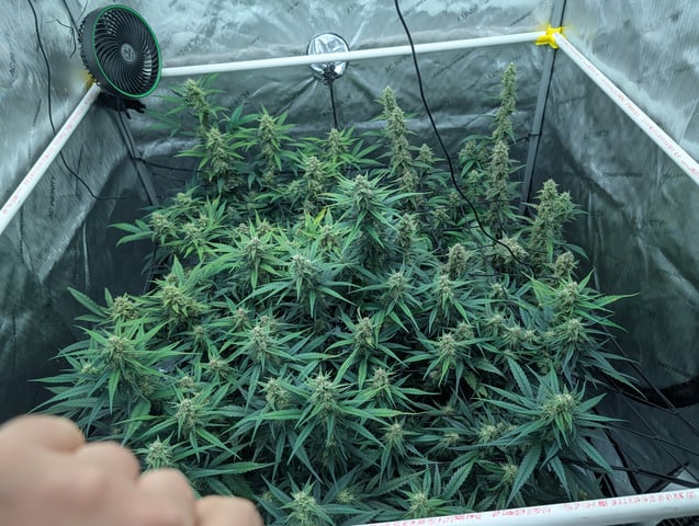 Grow #4 — flower, day 61