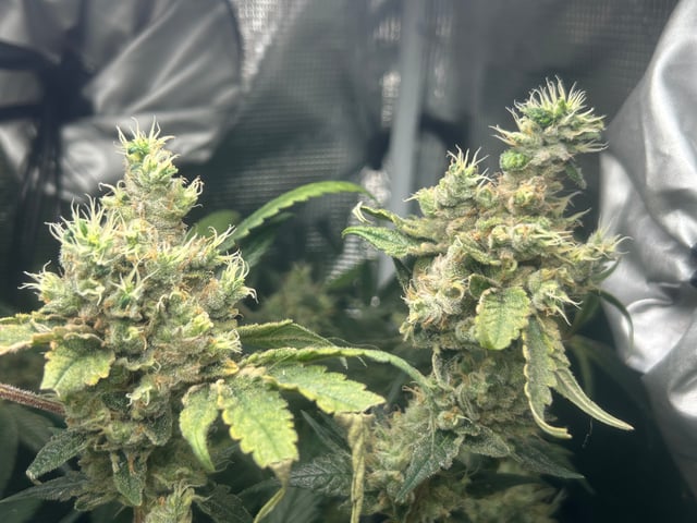 2nd Run — flower, day 152