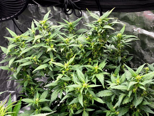 Blueberry critical kush x purple peyote wifi  and one L.a kush cake . — flower, day 51