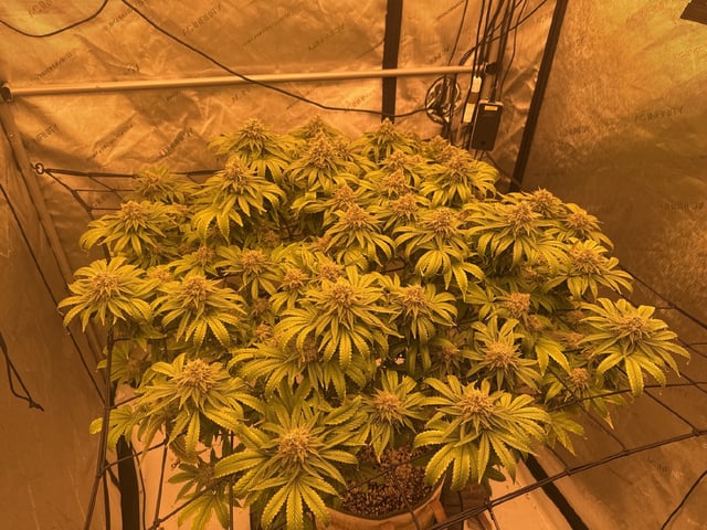 tropickle — flower, day 94