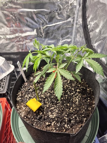 Grow 1 2026 Gelato Rainbow Sherbert  — vegetative, day 30