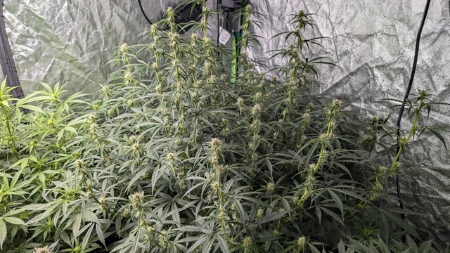 Strawberry Cheesecake Seedsman Seeds Autoflowers x2 — flower, day 54