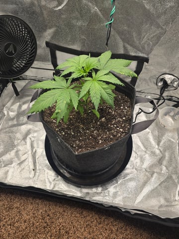 First grow — seedling_rooting, day 25