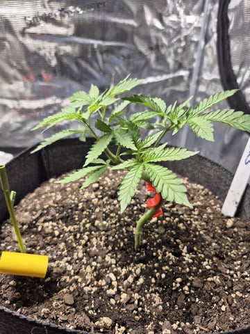 Grow 1 2026 Gelato Rainbow Sherbert 