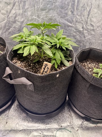 Gorilla Runtz — vegetative, day 32