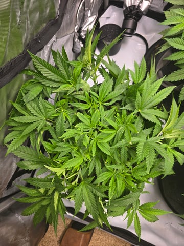 Purple Haze  — vegetative, day 30