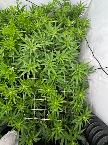 Permanent Marker, Gary Payton — flower, day 16