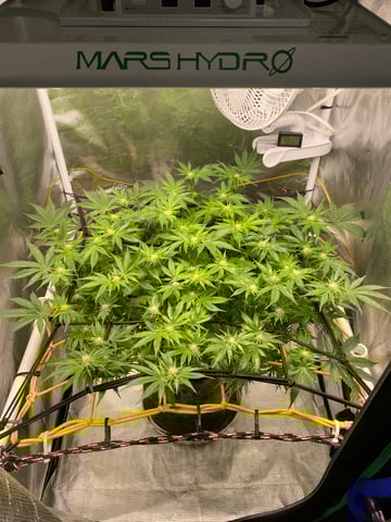 blackberry marshmallows  — flower, day 88