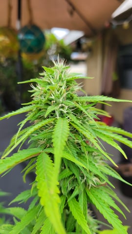 purple Kush, and Extra Large Kush — flower, day 55