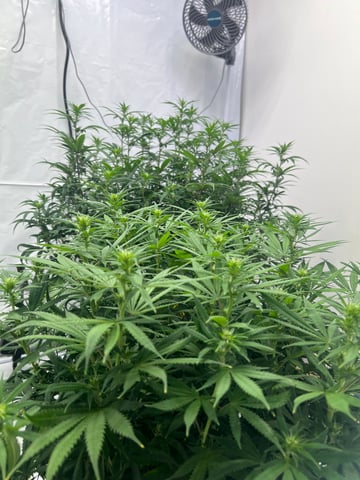 Indoor Grow  — flower, day 56