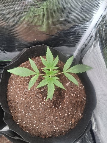 First Indoor Grow  — vegetative, day 19