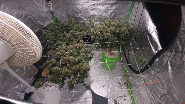 1st grow indoors(cardboard box to 2x2x4 to 5x5x6) — flower, day 139