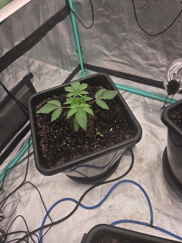 Relentless Genetics Trop Cherry S1 — grow_setup, day 1