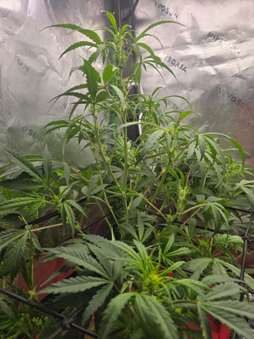 godzilla cookies autoflower  — flower, day 1