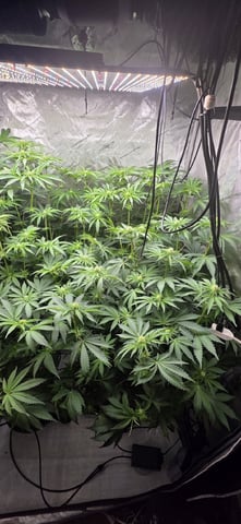 Maple Nectar  — flower, day 58